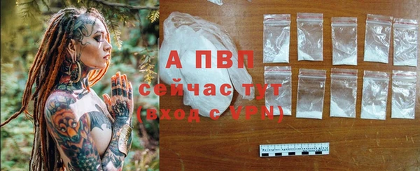 сатива Белокуриха